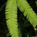 Mimosa xanthocentra List