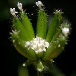 Adenocaulon bicolor Flor