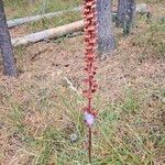 Pterospora andromedea Flower