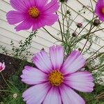 Cosmos parviflorusBleunienn