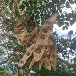 Albizia lebbeck Fruit