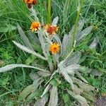 Tephroseris integrifolia Flower