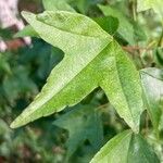Acer buergerianum Blad