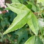 Acer buergerianum Leaf