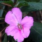 Impatiens flaccida Flower