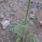 Salvia columbariae Blatt