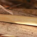 Arundo micrantha Arall