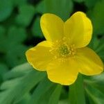 Anemone ranunculoidesBlüte