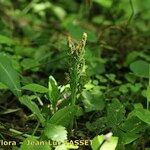 Botrychium matricariifolium Habit