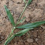 Oldenlandia lancifolia Листок