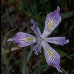 Iris purdyi Virág