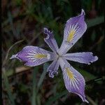 Iris purdyi Flor