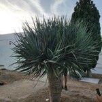 Dracaena draco 葉