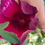 Hibiscus acetosella Λουλούδι
