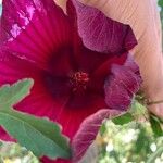 Hibiscus acetosella Blüte