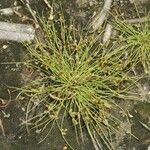 Cyperus subsquarrosus 整株植物