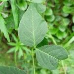 Vicia dumetorum Leaf