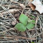 Potentilla simplex Leaf