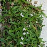 Oldenlandia corymbosa Blodyn