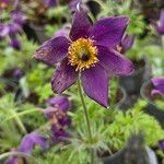 Pulsatilla patens Blüte