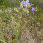 Phacelia parryi Агульны выгляд