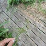 Scirpus atrovirens Mbuma