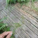 Scirpus atrovirens Плод