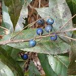 Elaeocarpus reticulatus Frucht