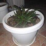Aloe spp. Folha