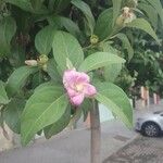 Lagunaria patersonia Virág