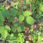 Rubus nigricans Leaf