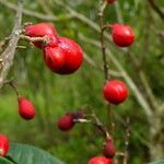 Paullinia elegans Fruit