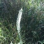 Elymus repens Leaf