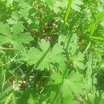 Geranium aculeolatum Leaf