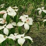 Cornus capitata फूल