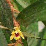 Maxillaria variabilis Кветка