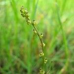 Triglochin palustris Flower