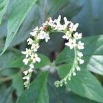 Heliotropium transalpinum Λουλούδι