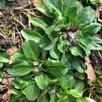 Bellis perennis Blatt