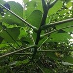 Erythrina amazonica Leaf