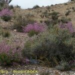 Limonium insigne Habit