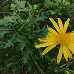 Euryops pectinatus Květ