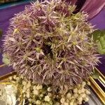 Allium nigrumBlomst