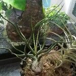 Tillandsia bulbosa Liść