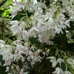 Dendrobium kingianum Fiore