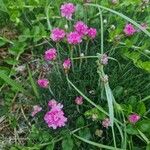 Armeria maritima Blüte