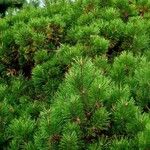 Pinus mugo Leaf