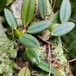 Bulbophyllum oxychilum Лист