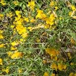 Genista lydia Hostoa