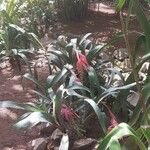 Billbergia zebrina Цвят